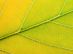 Autumn Leaf​​​​​​​​