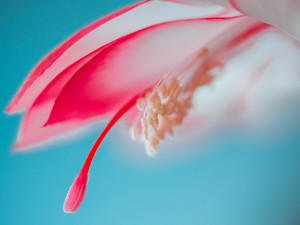 Coral Kiss