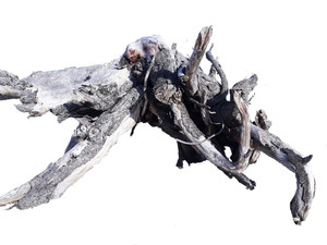 Driftwood: White Crab