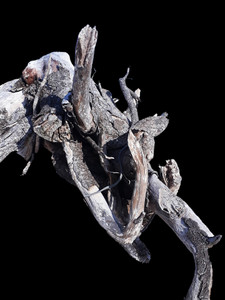 Driftwood: Black Elephant