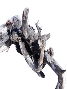 Driftwood: White Elephant
