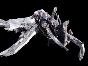 Driftwood: Black Crab