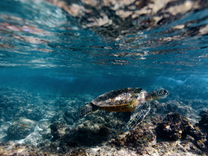 Honu Blues