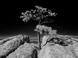 Tree at Sandstone Bluff