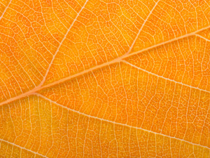 Autumn Leaf​​​​​​​​​​​​​​​