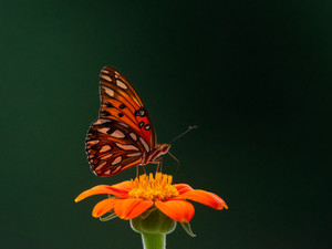 Orange Imposter