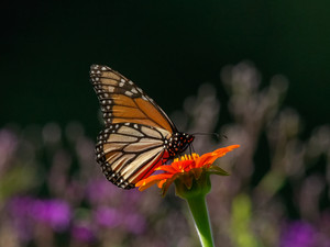 Monarch​​​​​​