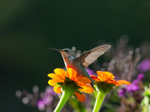 Hummingbird​​​​​​​​​​​​​​​​​​