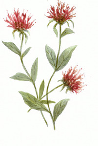 Bee Balm