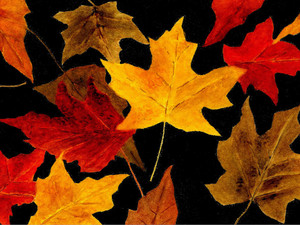 Autumn Leaves​​​​​​​​​​​​​​​​​​​​​​​​​​​​​​​​​​​​​​​​​​​​