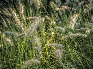 Foxtail Grasses