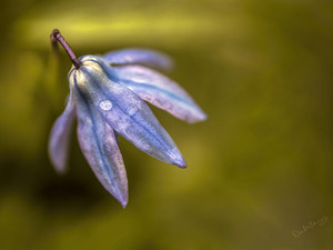 Bluebell