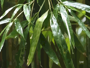 Bamboo​​​​​​​​​