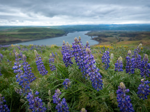 Lupine Season