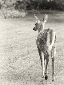 Deer Retreating