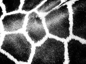 Giraffe III