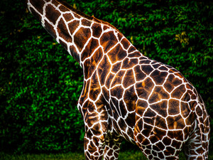 Giraffe IV