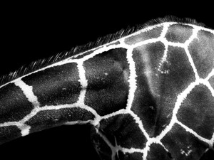 Giraffe II