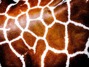 Giraffe V