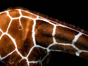 Giraffe I