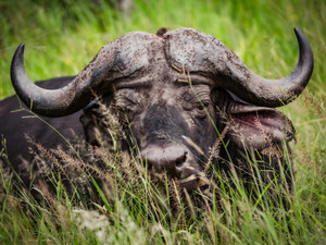 Cape Buffalo In The Tall Grass