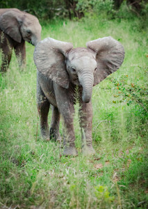 Baby Elephant Ears