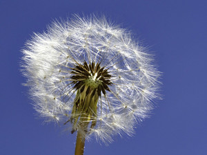 Dandelion Against Blue Sky