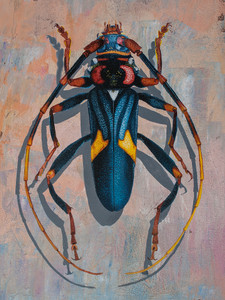Compsomera Elegantissima