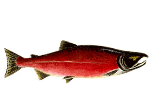 Alaska Red Sockeye Salmon