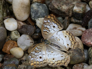 pebbles​​