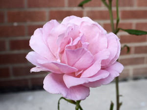 Pink Rose​