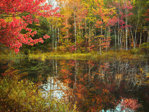 Acadia Pond