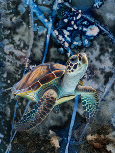 SEA TURTLE CYANOTYPE