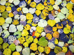 Autumn Collage​