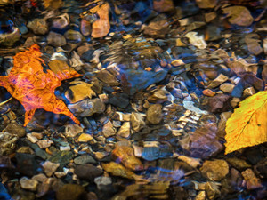 Autumn Drifters
