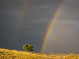 A Rainbow's Promise
