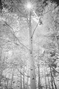 Aspens, On A Sunny Day
