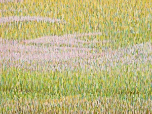 Flowerfield #9
