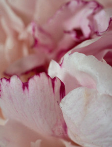 Soft Blooms