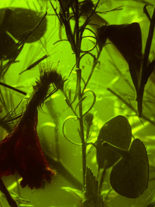 Still Life (Coxcomb)