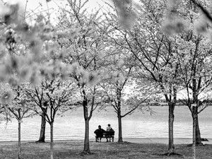 Amongst the Cherry Blossoms / Black and White