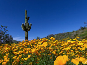 Saguaro and Poppies
