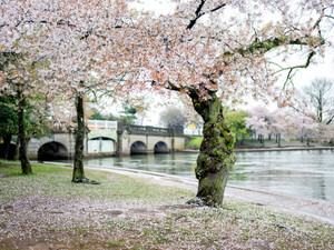 Cherry Blossoms and Historic Inlet Bridge
