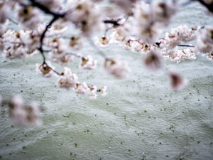Cherry Blossom Rain Drops Washington DC