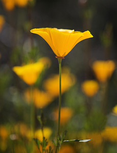 Orange Poppy No. 2