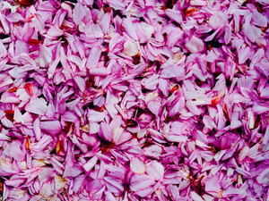 Blooming For Good