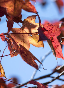 Autumn Days #1