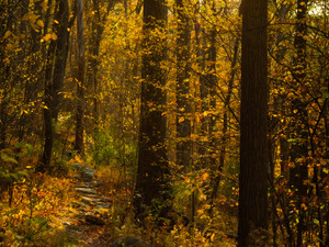 A Walk in the Woods​