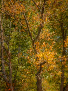 Autumn Memories​​