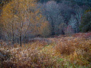 Autumn Dreams